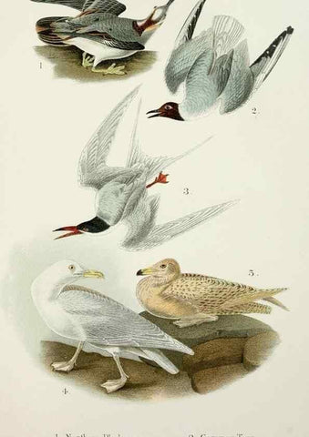 Reproducción/Reproduction 7030035333: A popular handbook of the birds of the United States and Canada,. Boston,Little, Brown,1903.
