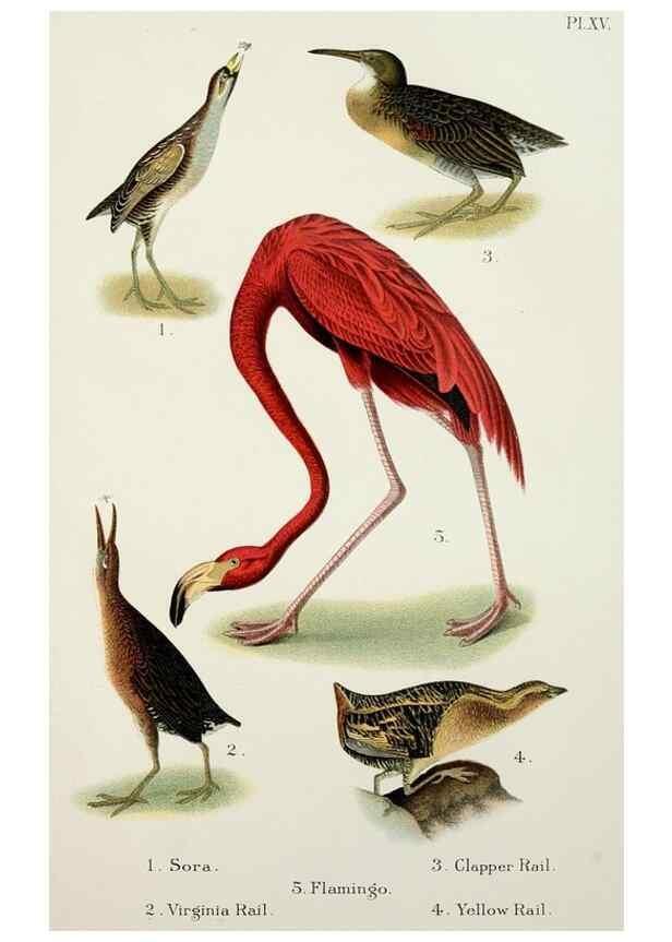 Reproducción/Reproduction 7030035021: A popular handbook of the birds of the United States and Canada,. Boston,Little, Brown,1903.