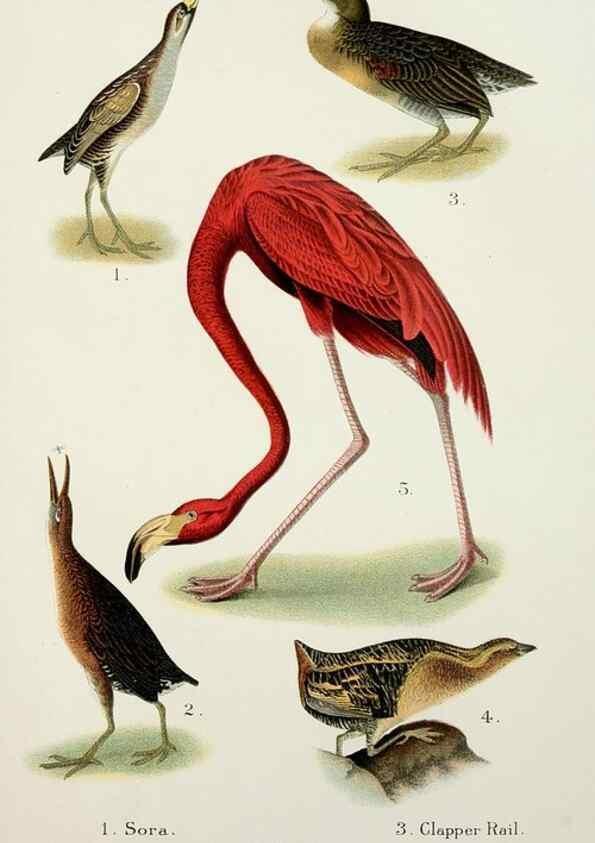 Reproducción/Reproduction 7030035021: A popular handbook of the birds of the United States and Canada,. Boston,Little, Brown,1903.