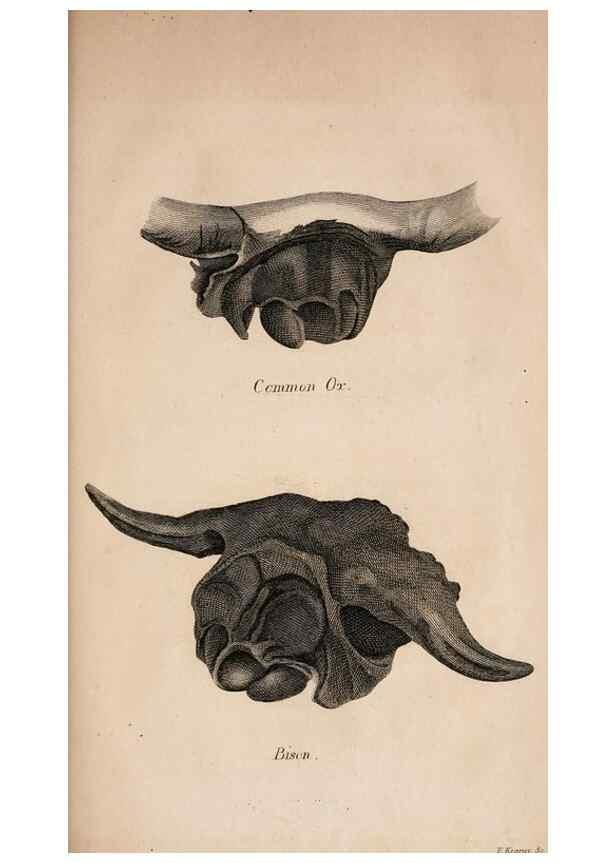 Reproducción/Reproduction 6883335734: American natural history.. Philadelphia,H.C. Carey & I. Lea,1826-28