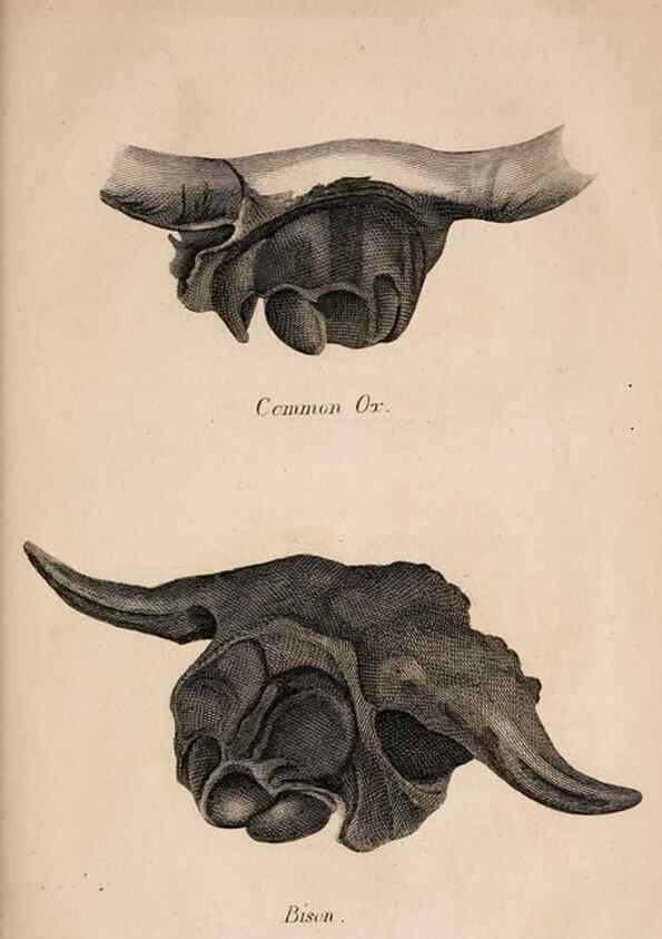 Reproducción/Reproduction 6883335734: American natural history.. Philadelphia,H.C. Carey & I. Lea,1826-28