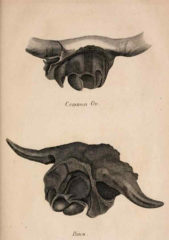 Reproducción/Reproduction 6883335734: American natural history.. Philadelphia,H.C. Carey & I. Lea,1826-28