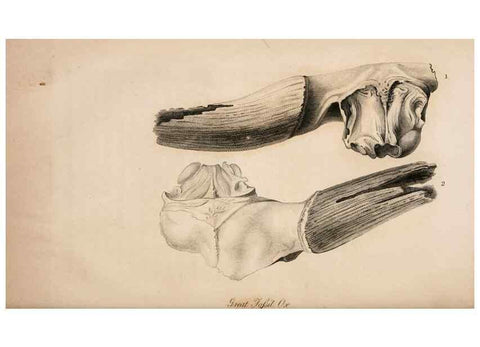 Reproducción/Reproduction 6883336608: American natural history.. Philadelphia,H.C. Carey & I. Lea,1826-28