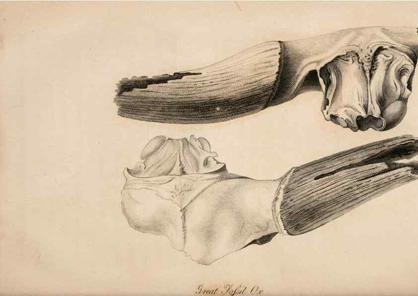Reproducción/Reproduction 6883336608: American natural history.. Philadelphia,H.C. Carey & I. Lea,1826-28