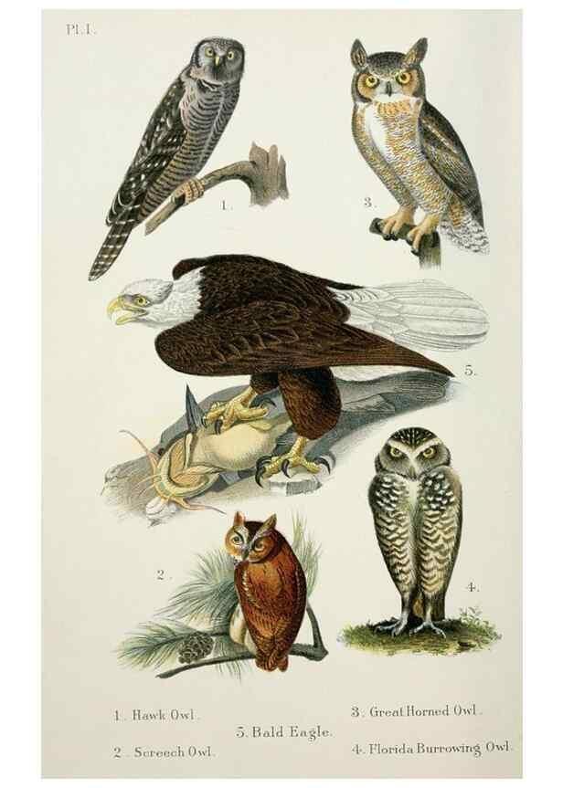 Reproducción/Reproduction 7030029465: A popular handbook of the birds of the United States and Canada,. Boston,Little, Brown,1903.