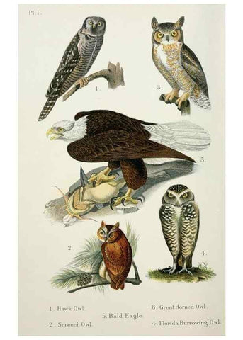 Reproducción/Reproduction 7030029465: A popular handbook of the birds of the United States and Canada,. Boston,Little, Brown,1903.