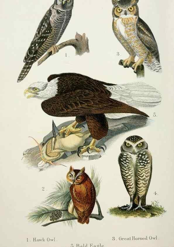 Reproducción/Reproduction 7030029465: A popular handbook of the birds of the United States and Canada,. Boston,Little, Brown,1903.
