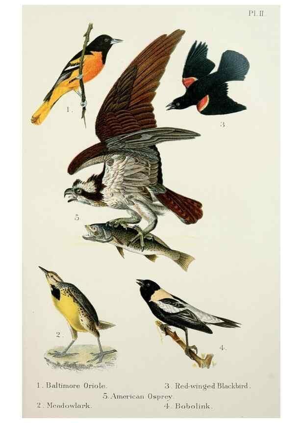 Reproducción/Reproduction 7030029953: A popular handbook of the birds of the United States and Canada,. Boston,Little, Brown,1903.
