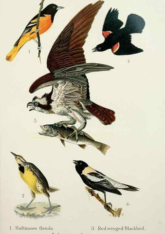 Reproducción/Reproduction 7030029953: A popular handbook of the birds of the United States and Canada,. Boston,Little, Brown,1903.