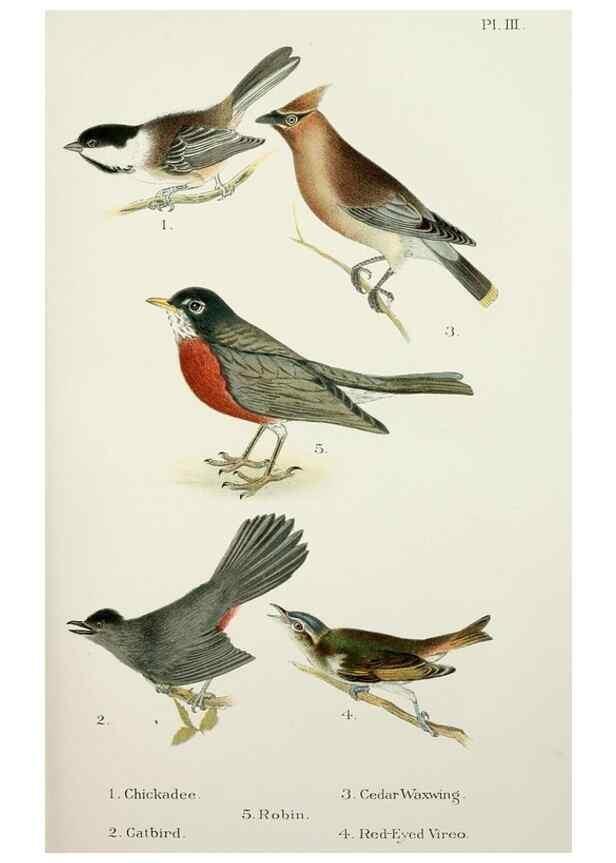 Reproducción/Reproduction 7030030501: A popular handbook of the birds of the United States and Canada,. Boston,Little, Brown,1903.