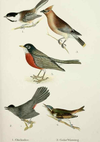 Reproducción/Reproduction 7030030501: A popular handbook of the birds of the United States and Canada,. Boston,Little, Brown,1903.