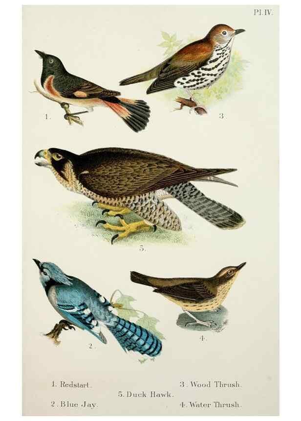 Reproducción/Reproduction 7030030769: A popular handbook of the birds of the United States and Canada,. Boston,Little, Brown,1903.