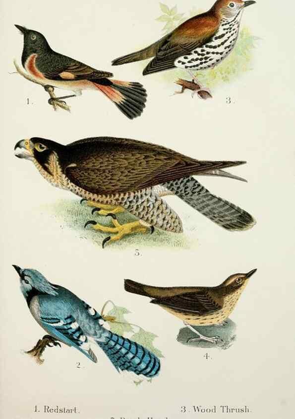 Reproducción/Reproduction 7030030769: A popular handbook of the birds of the United States and Canada,. Boston,Little, Brown,1903.