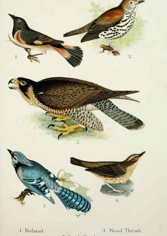 Reproducción/Reproduction 7030030769: A popular handbook of the birds of the United States and Canada,. Boston,Little, Brown,1903.