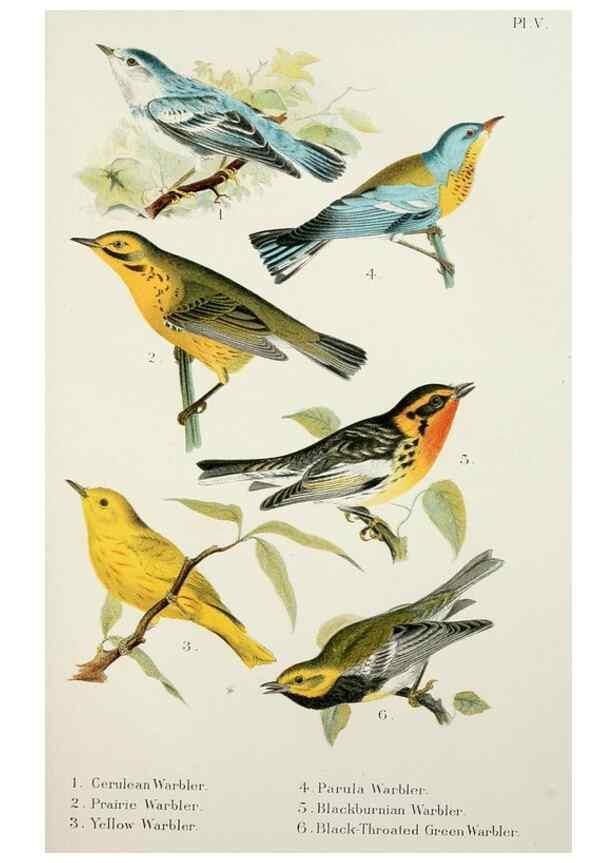 Reproducción/Reproduction 7030031143: A popular handbook of the birds of the United States and Canada,. Boston,Little, Brown,1903.