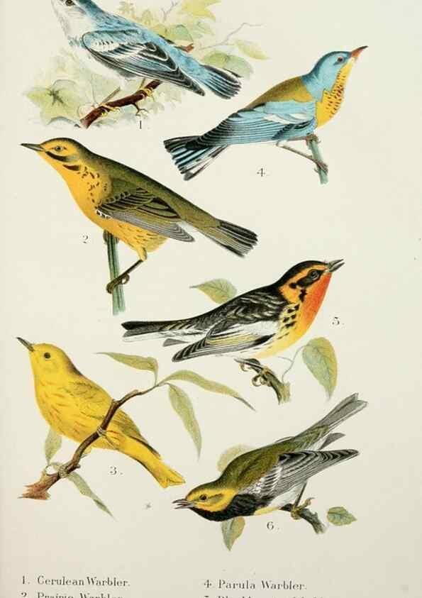 Reproducción/Reproduction 7030031143: A popular handbook of the birds of the United States and Canada,. Boston,Little, Brown,1903.