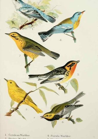 Reproducción/Reproduction 7030031143: A popular handbook of the birds of the United States and Canada,. Boston,Little, Brown,1903.