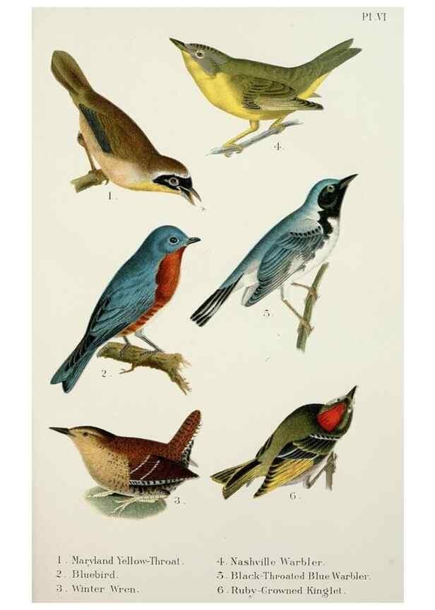 Reproducción/Reproduction 7030031703: A popular handbook of the birds of the United States and Canada,. Boston,Little, Brown,1903.