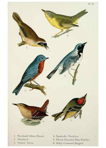 Reproducción/Reproduction 7030031703: A popular handbook of the birds of the United States and Canada,. Boston,Little, Brown,1903.