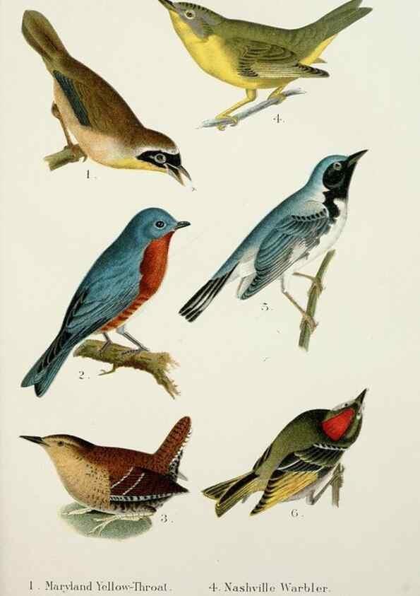 Reproducción/Reproduction 7030031703: A popular handbook of the birds of the United States and Canada,. Boston,Little, Brown,1903.