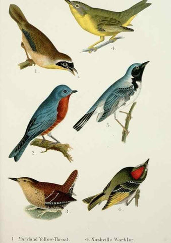 Reproducción/Reproduction 7030031703: A popular handbook of the birds of the United States and Canada,. Boston,Little, Brown,1903.