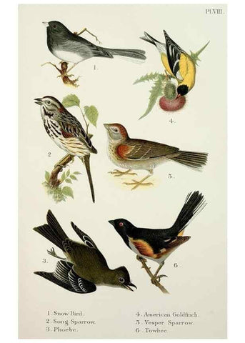 Reproducción/Reproduction 6883932760: A popular handbook of the birds of the United States and Canada,. Boston,Little, Brown,1903.