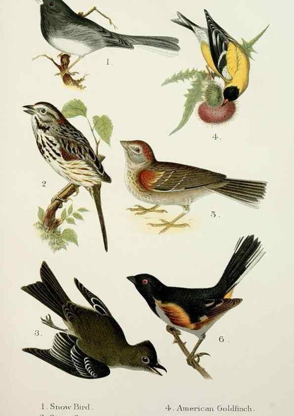 Reproducción/Reproduction 6883932760: A popular handbook of the birds of the United States and Canada,. Boston,Little, Brown,1903.