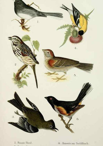Reproducción/Reproduction 6883932760: A popular handbook of the birds of the United States and Canada,. Boston,Little, Brown,1903.
