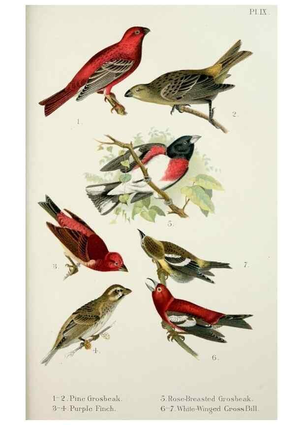 Reproducción/Reproduction 7030032817: A popular handbook of the birds of the United States and Canada,. Boston,Little, Brown,1903.