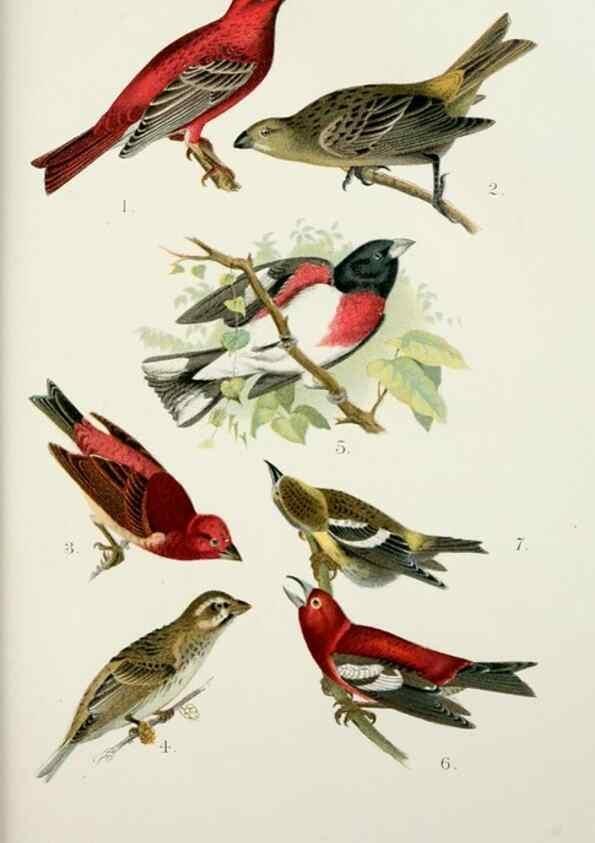 Reproducción/Reproduction 7030032817: A popular handbook of the birds of the United States and Canada,. Boston,Little, Brown,1903.