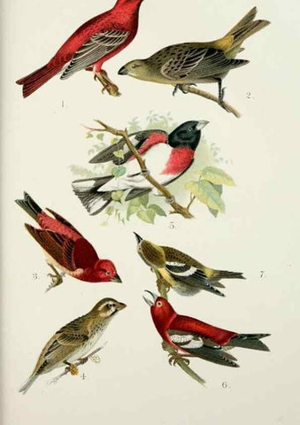 Reproducción/Reproduction 7030032817: A popular handbook of the birds of the United States and Canada,. Boston,Little, Brown,1903.