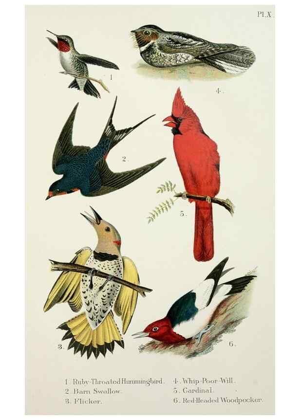 Reproducción/Reproduction 7030033153: A popular handbook of the birds of the United States and Canada,. Boston,Little, Brown,1903.