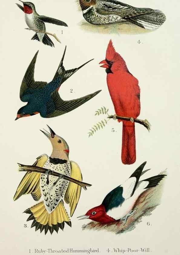 Reproducción/Reproduction 7030033153: A popular handbook of the birds of the United States and Canada,. Boston,Little, Brown,1903.