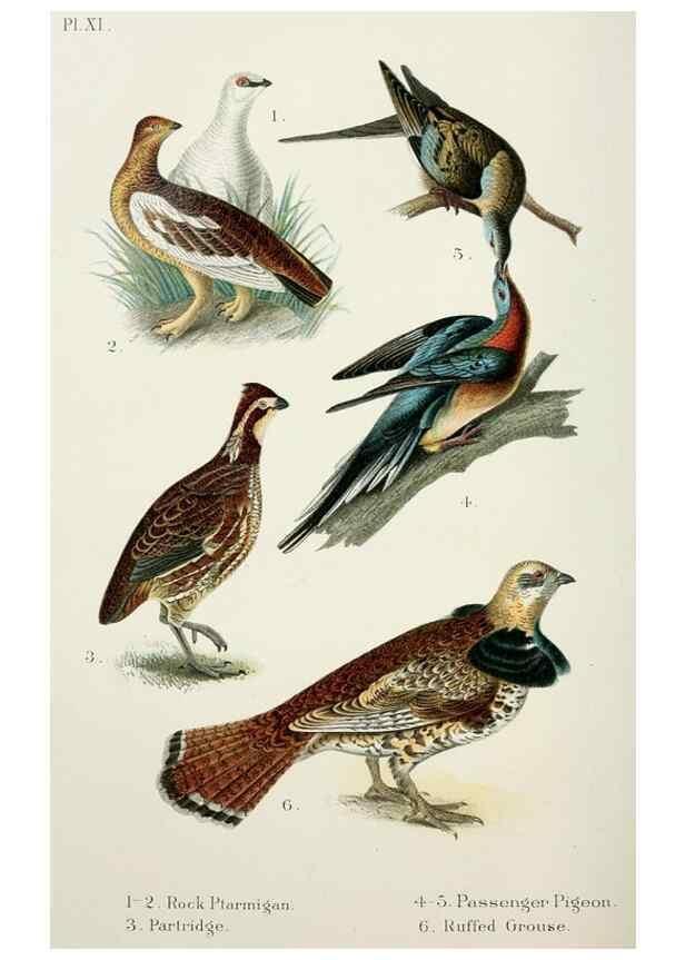 Reproducción/Reproduction 6883933958: A popular handbook of the birds of the United States and Canada,. Boston,Little, Brown,1903.