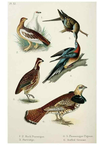 Reproducción/Reproduction 6883933958: A popular handbook of the birds of the United States and Canada,. Boston,Little, Brown,1903.