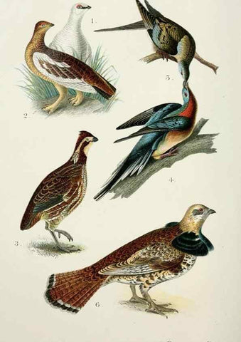 Reproducción/Reproduction 6883933958: A popular handbook of the birds of the United States and Canada,. Boston,Little, Brown,1903.