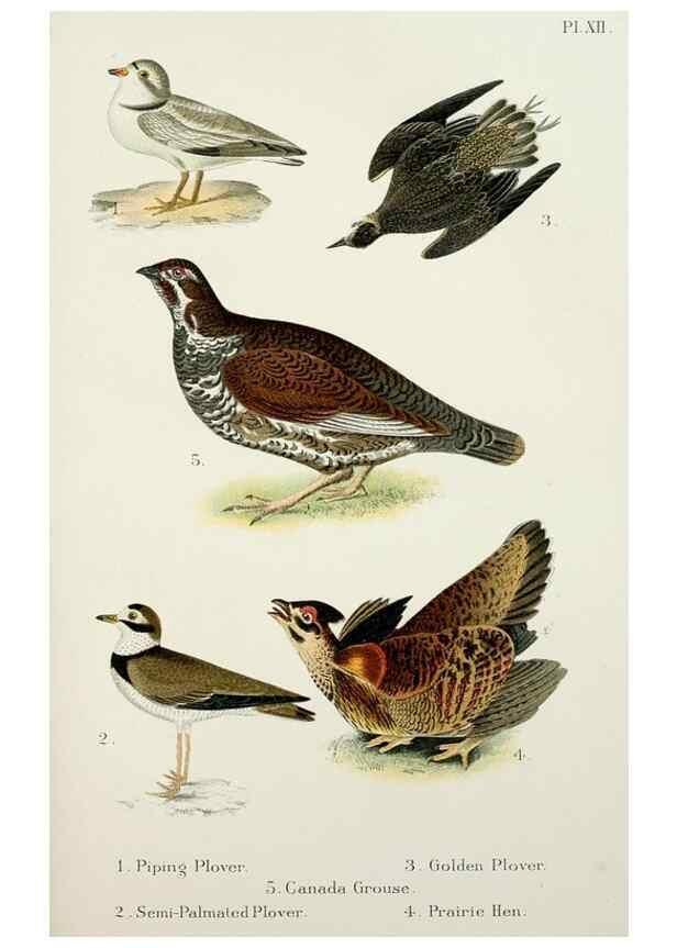 Reproducción/Reproduction 7030033869: A popular handbook of the birds of the United States and Canada,. Boston,Little, Brown,1903.