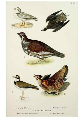 Reproducción/Reproduction 7030033869: A popular handbook of the birds of the United States and Canada,. Boston,Little, Brown,1903.