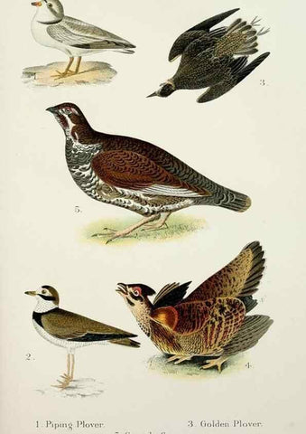 Reproducción/Reproduction 7030033869: A popular handbook of the birds of the United States and Canada,. Boston,Little, Brown,1903.