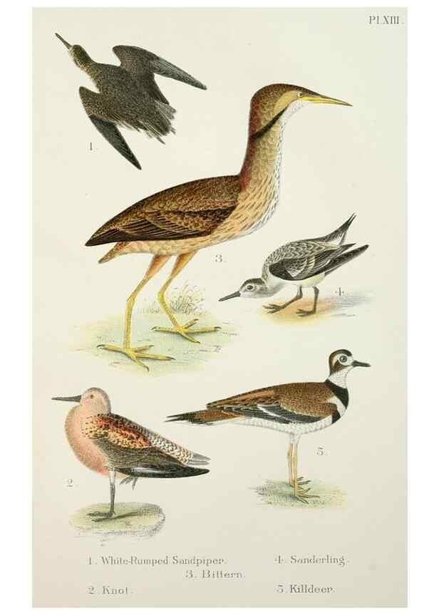 Reproducción/Reproduction 6883934698: A popular handbook of the birds of the United States and Canada,. Boston,Little, Brown,1903.