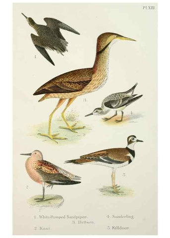 Reproducción/Reproduction 6883934698: A popular handbook of the birds of the United States and Canada,. Boston,Little, Brown,1903.