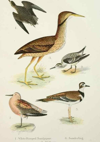 Reproducción/Reproduction 6883934698: A popular handbook of the birds of the United States and Canada,. Boston,Little, Brown,1903.