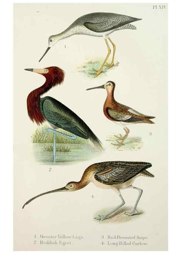 Reproducción/Reproduction 7030034521: A popular handbook of the birds of the United States and Canada,. Boston,Little, Brown,1903.