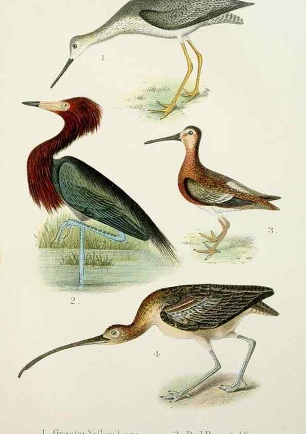 Reproducción/Reproduction 7030034521: A popular handbook of the birds of the United States and Canada,. Boston,Little, Brown,1903.