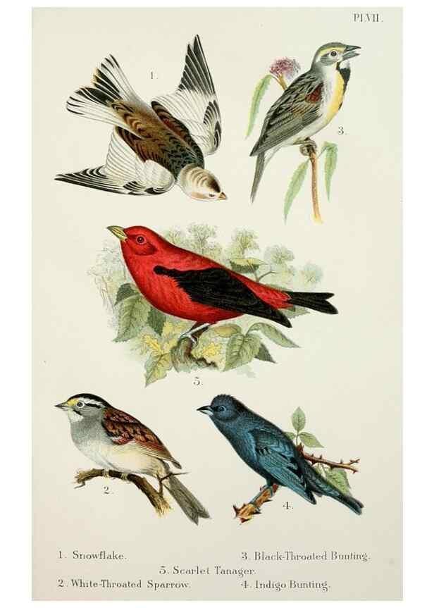 Reproducción/Reproduction 7030032127: A popular handbook of the birds of the United States and Canada,. Boston,Little, Brown,1903.