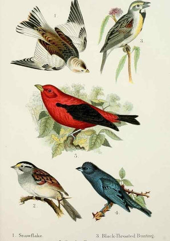 Reproducción/Reproduction 7030032127: A popular handbook of the birds of the United States and Canada,. Boston,Little, Brown,1903.