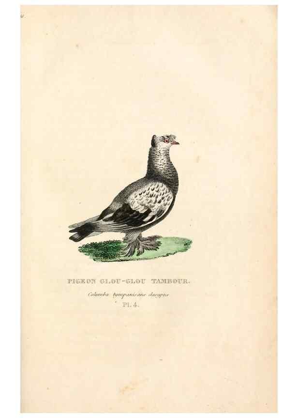 Reproducción/Reproduction 6896437240: Les pigeons. Paris,Audot,1824.