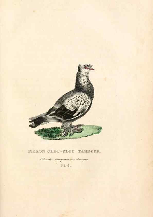 Reproducción/Reproduction 6896437240: Les pigeons. Paris,Audot,1824.