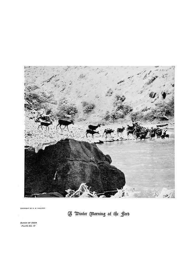 Reproducción/Reproduction 6880482452: Hoofs, claws and antlers of the Rocky Mountains, by the camera.. Denver, Co.F.S. Thayer,1894.