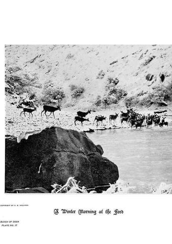 Reproducción/Reproduction 6880482452: Hoofs, claws and antlers of the Rocky Mountains, by the camera.. Denver, Co.F.S. Thayer,1894.